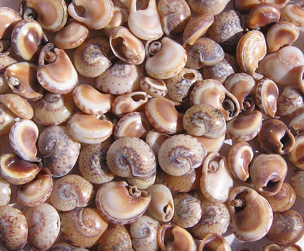 Cyclope pellucida &copy; <table><tbody><tr>
<td>
</td>
<td>This picture has been taken by <a href="//commons.wikimedia.org/wiki/User:Butko" title="User:Butko">Andrew Butko</a>. Contact e-mail: <a rel="nofollow" class="external text" href="mailto:abutko@gmail.com">abutko@gmail.com</a>. Do not copy this image illegally by ignoring the terms of the СС-BY-SA or GNU FDL licenses, as it is not in the public domain. Other photos <a href="//commons.wikimedia.org/wiki/Category:Photos,_created_by_Andrew_Butko" title="Category:Photos, created by Andrew Butko">see here</a>.
</td>
</tr></tbody></table>