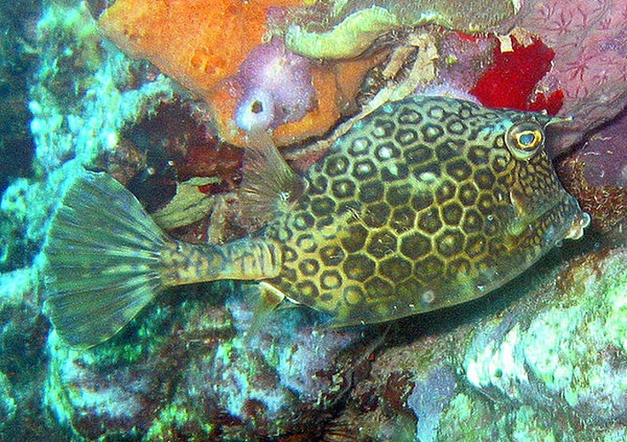 honeycomb cowfish © <a href="https://en.wikipedia.org/wiki/User:Janderk" class="extiw" title="en:User:Janderk">Jan Derk</a>