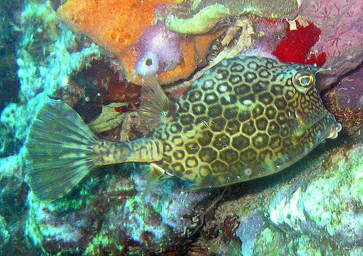 honeycomb cowfish &copy; <a href="https://en.wikipedia.org/wiki/User:Janderk" class="extiw" title="en:User:Janderk">Jan Derk</a>