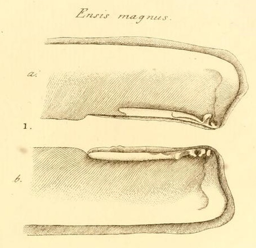 Ensis magnus © (Heinrich) Christian Friedrich Schumacher (1757-1830)