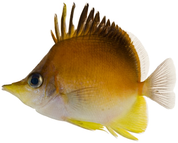 Prognathodes aculeatus © Williams, J. T.; Carpenter, K. E.; Van Tassell, J. L.; Hoetjes, P.; Toller, W.; Etnoyer, P.; Smith, M.