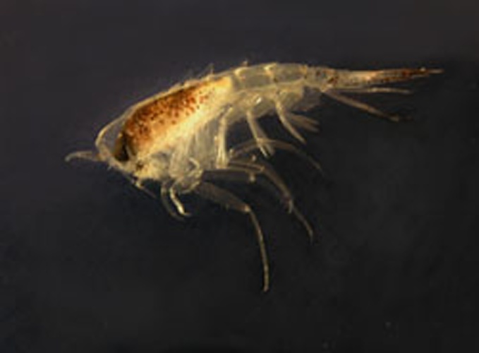 Themisto gaudichaudii © <a href="https://en.wikipedia.org/wiki/User:Mypteronura" class="extiw" title="en:User:Mypteronura">Mypteronura</a>