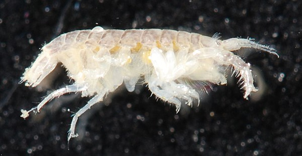 Apocorophium lacustre &copy; <a rel="nofollow" class="external text" href="https://www.flickr.com/people/117184384@N07">Smithsonian Environmental Research Center</a>