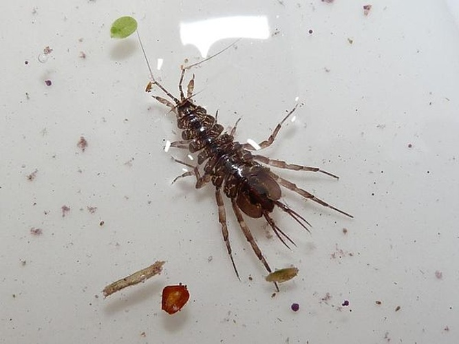 Asellus aquaticus &copy; <table style="width:100%; border:1px solid #aaa; background:#efd; text-align:center"><tbody><tr>
<td>
<a href="//commons.wikimedia.org/wiki/File:Aspitates_ochrearia.jpg" class="image"><img alt="Aspitates ochrearia.jpg" src="https://upload.wikimedia.org/wikipedia/commons/thumb/b/bc/Aspitates_ochrearia.jpg/55px-Aspitates_ochrearia.jpg" decoding="async" width="55" height="41" srcset="https://upload.wikimedia.org/wikipedia/commons/thumb/b/bc/Aspitates_ochrearia.jpg/83px-Aspitates_ochrearia.jpg 1.5x, https://upload.wikimedia.org/wikipedia/commons/thumb/b/bc/Aspitates_ochrearia.jpg/110px-Aspitates_ochrearia.jpg 2x" data-file-width="800" data-file-height="600"></a>
</td>
<td>This image is created by user <a rel="nofollow" class="external text" href="http://waarneming.nl/user/photos/21030">Frank van de Putte</a> at <a rel="nofollow" class="external text" href="http://waarneming.nl/">waarneming.nl</a>, a source of nature observations in the Netherlands.
</td>
</tr></tbody></table>