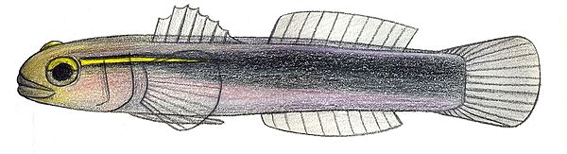 Elacatinus chancei © MyName (<a href="//commons.wikimedia.org/wiki/User:Tambja" title="User:Tambja">Tambja</a>)