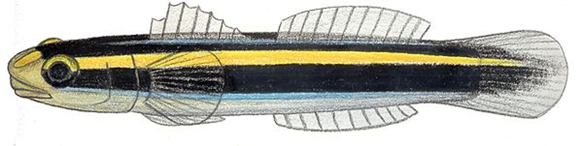 Elacatinus randalli © MyName (<a href="//commons.wikimedia.org/wiki/User:Tambja" title="User:Tambja">Tambja</a>)