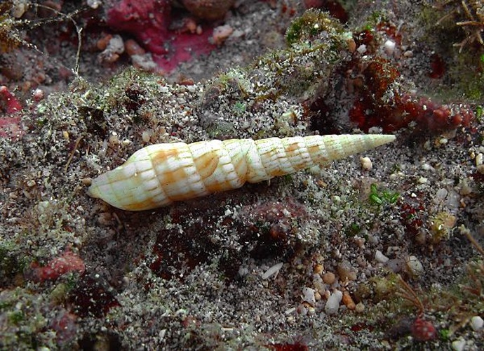 Myurella affinis © Philippe Bourjon