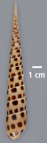 Myurella kilburni © Mande Holford, Nicolas Puillandre, Maria Vittoria Modica, Maren Watkins, Rachel Collin, Eldredge Bermingham, Baldomero M. Olivera. Authors also thank Carey Matz for shell images.