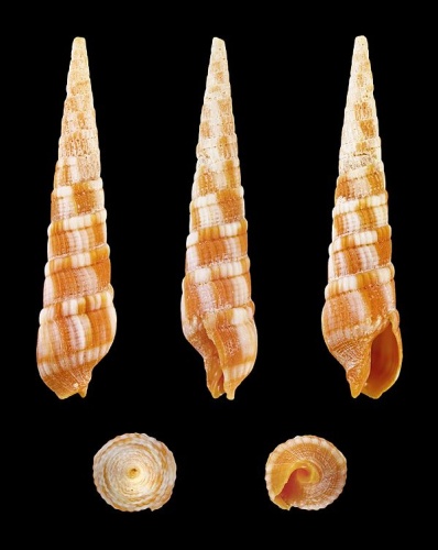 Myurella nebulosa © H. Zell