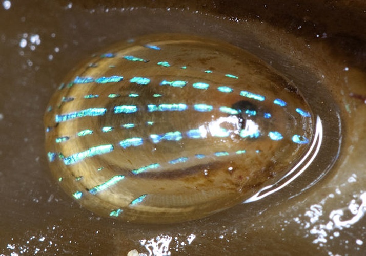 Patella pellucida &copy; <a href="//commons.wikimedia.org/w/index.php?title=User:Andy.Cowley&amp;action=edit&amp;redlink=1" class="new" title="User:Andy.Cowley (page does not exist)">Andy.Cowley</a>