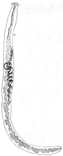 Oestergrenia digitata © <a href="https://de.wikipedia.org/wiki/Alfred_Brehm" class="extiw" title="de:Alfred Brehm">Alfred Brehm</a>