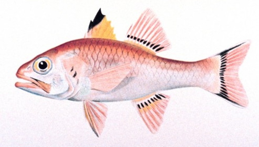 Pristiapogon taeniopterus © 