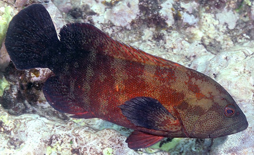 Cephalopholis nigripinnis &copy; <a href="//www.flickr.com/people/14486836@N06" class="extiw" title="flickruser:14486836@N06">zsispeo</a>