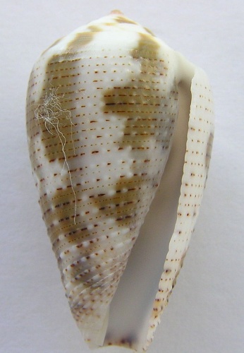 Conus nigropunctatus &copy; Jan Delsing