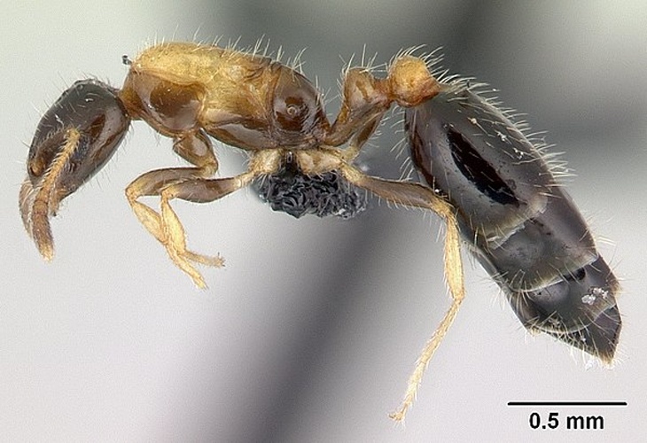 Monomorium floricola © Erin Prado