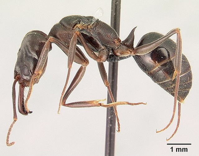 Odontomachus simillimus © Erin Prado