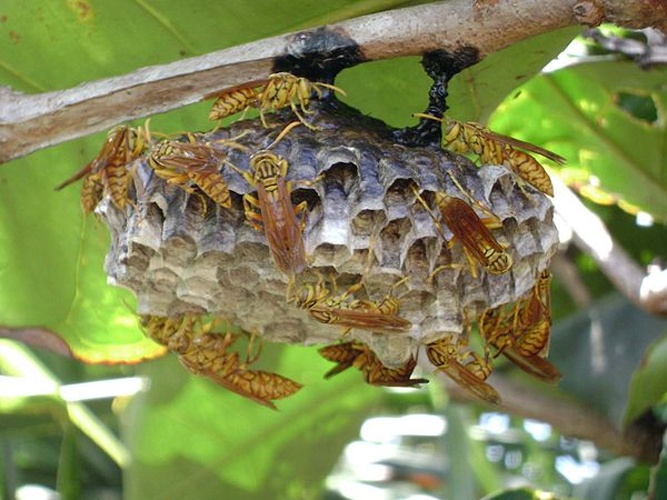 Polistes olivaceus © <a href="//commons.wikimedia.org/wiki/User:Tau%CA%BBolunga" title="User:Tauʻolunga">Tauʻolunga</a>