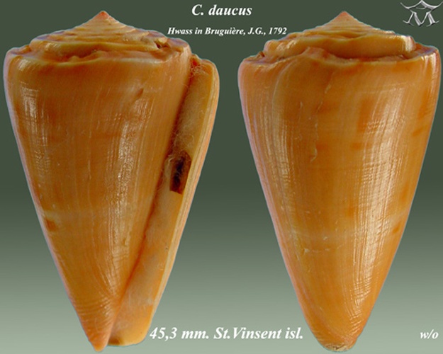 Conus daucus &copy; <a href="//commons.wikimedia.org/wiki/User:Almed2" title="User:Almed2">Almed2</a>