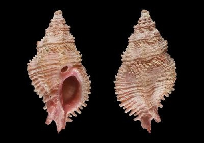 Murexsul spiculus © Credit:MNHN - Manuel CABALLER - 2014  Project:RECOLNAT