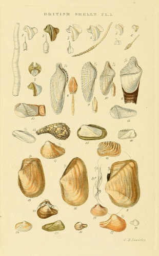 Gastrochaena ovata © <bdi><a href="https://en.wikipedia.org/wiki/en:George_Brettingham_Sowerby_II" class="extiw" title="w:en:George Brettingham Sowerby II">George Brettingham Sowerby II</a>
</bdi>