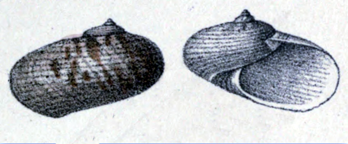 Pseudostomatella decolorata &copy; H.A. Pilsbry