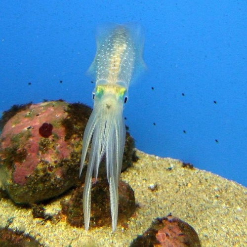 Bigfin reef squid © 