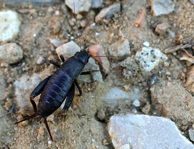 Mogoplistes brunneus © 