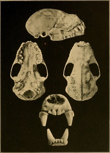 Flat-faced fruit-eating bat © <a rel="nofollow" class="external text" href="https://www.flickr.com/people/126377022@N07">Internet Archive Book Images</a>
