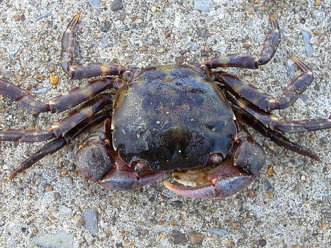 Hemigrapsus sanguineus &copy; self