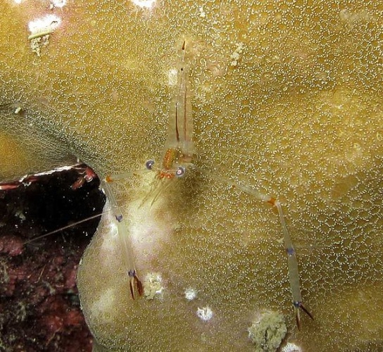 Cuapetes tenuipes © Chaloklum Diving