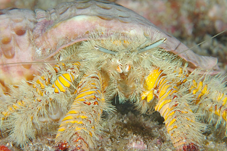 Aniculus maximus &copy; The original uploader was <a href="https://en.wikipedia.org/wiki/User:Aquaimages" class="extiw" title="wikipedia:User:Aquaimages">Aquaimages</a> at <a href="https://en.wikipedia.org/wiki/" class="extiw" title="wikipedia:">English Wikipedia</a>.