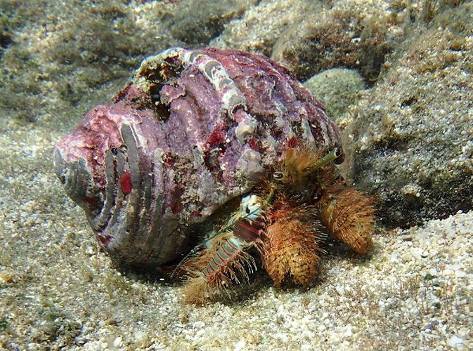 Aniculus ursus &copy; Philippe Boujon