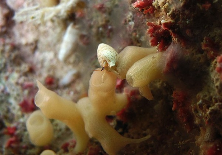 Calcinus vachoni © Philippe Bourjon