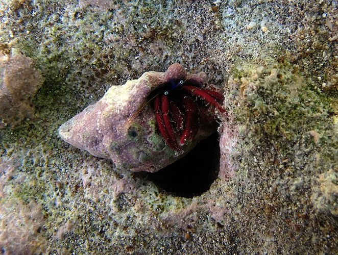 Calcinus rosaceus © Philippe Bourjon