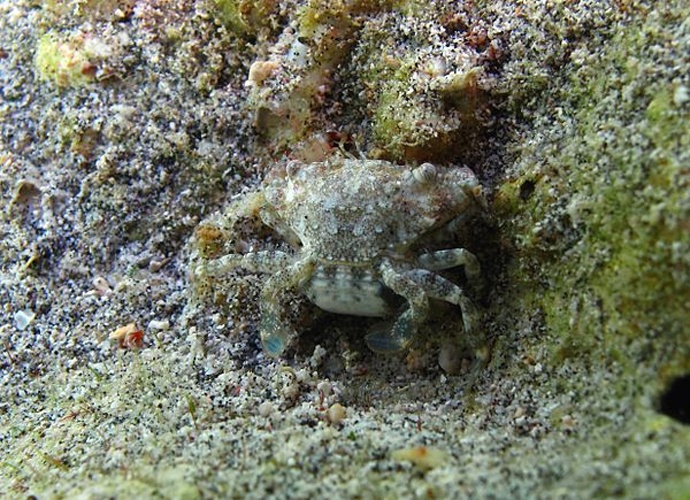 Thalamita admete &copy; Philippe Bourjon
