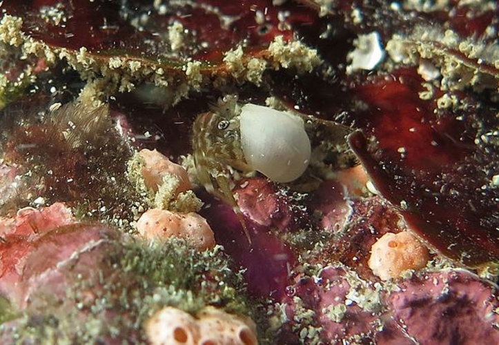 Pagurixus nomurai © Philippe Bourjon