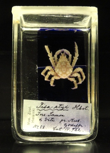 Tylocarcinus styx © <a href="//commons.wikimedia.org/wiki/User:Daderot" title="User:Daderot">Daderot</a>