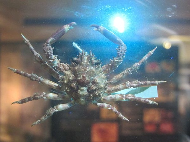 Schizophrys aspera &copy; <a href="//commons.wikimedia.org/w/index.php?title=User:SSR2000&amp;action=edit&amp;redlink=1" class="new" title="User:SSR2000 (page does not exist)">SSR2000</a>