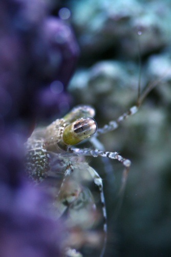 Pseudosquilla ciliata © Shumpei Maruyama