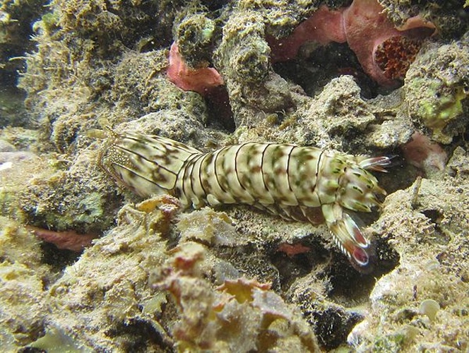 Gonodactylus chiragra © <a href="//commons.wikimedia.org/wiki/User:FredD" title="User:FredD">Frédéric Ducarme</a>