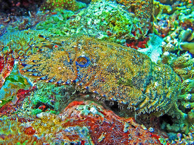 Parribacus antarcticus © <a href="//commons.wikimedia.org/wiki/User:Hectonichus" title="User:Hectonichus">Hectonichus</a>