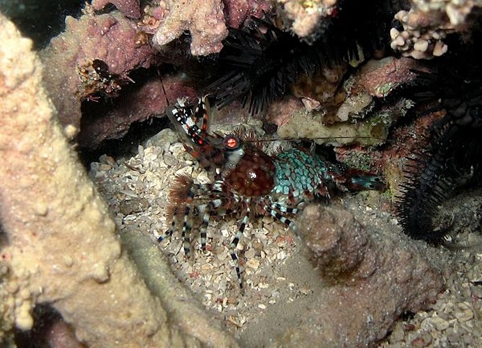 Saron marmoratus © Philippe Boujon