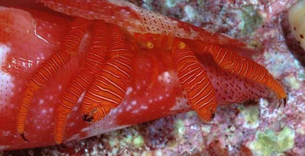 Ciliopagurus galzini © G. Paulay