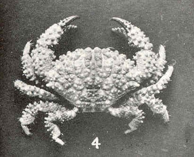 Epiactaea margaritifera &copy; <bdi><a href="https://en.wikipedia.org/wiki/en:Mary_J._Rathbun" class="extiw" title="w:en:Mary J. Rathbun">Mary J. Rathbun</a>
</bdi>