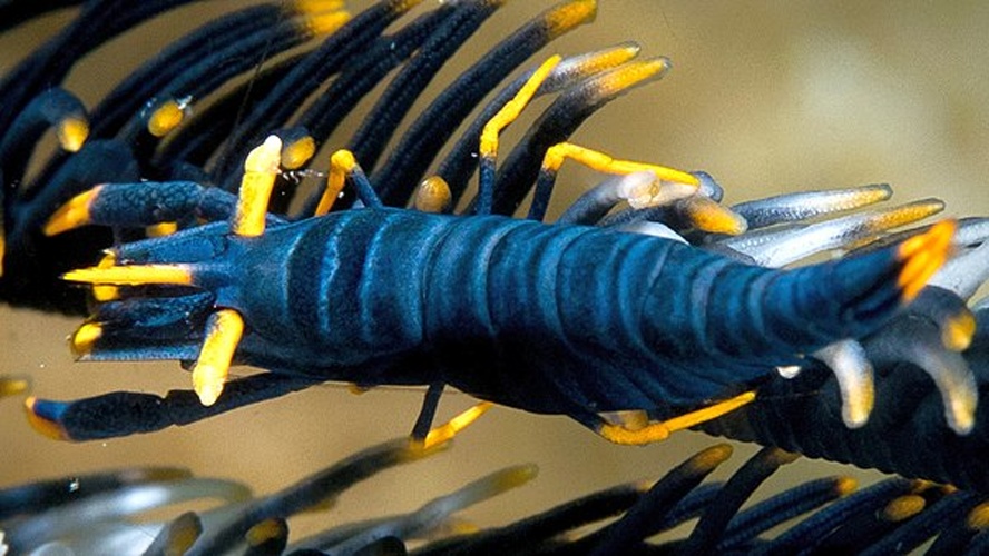 Laomenes amboinensis © Rickard Zerpe