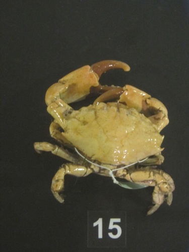 Etisus laevimanus &copy; <a href="//commons.wikimedia.org/w/index.php?title=User:SSR2000&amp;action=edit&amp;redlink=1" class="new" title="User:SSR2000 (page does not exist)">SSR2000</a>