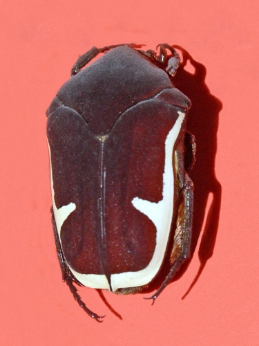 Gymnetis holosericea © <a href="//commons.wikimedia.org/wiki/User:Hectonichus" title="User:Hectonichus">Hectonichus</a>