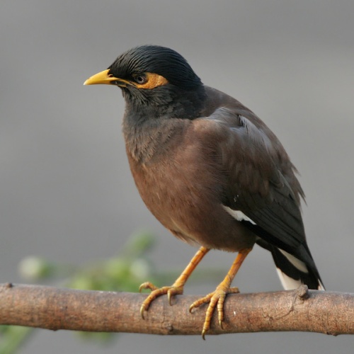 Common Myna &copy; Asim Mohal
