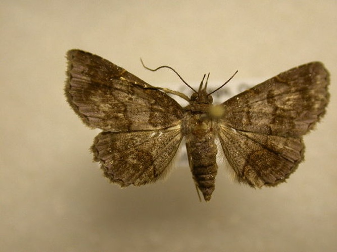 Antiblemma alcinoe &copy; J. B. Sullivan, Unspecified