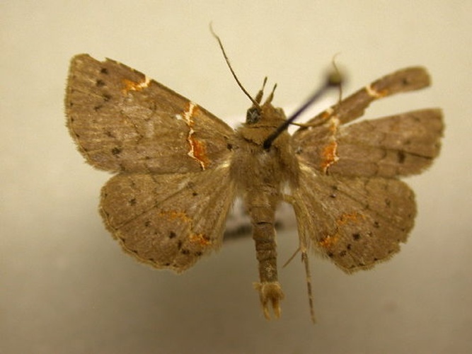 Antiblemma lacteigera &copy; J. B. Sullivan, Unspecified